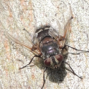 Rutilia (Donovanius) sp. (genus & subgenus) at Conder, ACT - 8 Dec 2016 06:43 PM