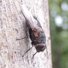 Rutilia (Donovanius) sp. (genus & subgenus) at Conder, ACT - 8 Dec 2016