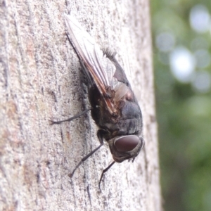 Rutilia (Donovanius) sp. (genus & subgenus) at Conder, ACT - 8 Dec 2016