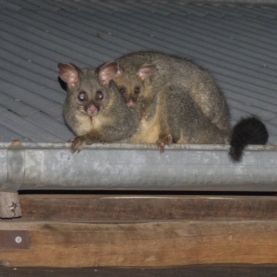 Trichosurus vulpecula (Common Brushtail Possum) at Mulligans Flat - 7 Jan 2017 by CedricBear