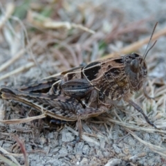 Perunga ochracea (Perunga grasshopper, Cross-dressing Grasshopper) at Mulligans Flat - 7 Jan 2017 by CedricBear