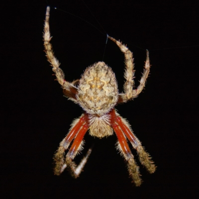 Hortophora transmarina (Garden Orb Weaver) at Gungahlin, ACT - 7 Jan 2017 by CedricBear