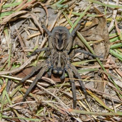 Tasmanicosa sp. (genus) (Tasmanicosa wolf spider) at Gungahlin, ACT - 7 Jan 2017 by CedricBear