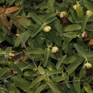 Hypericum calycinum at Campbell, ACT - 8 Jan 2017