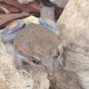 Limnodynastes dumerilii at Burra, NSW - 8 Jan 2017