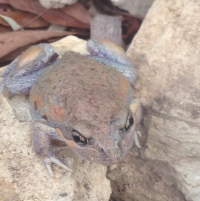 Limnodynastes dumerilii (Eastern Banjo Frog) at QPRC LGA - 8 Jan 2017 by Safarigirl