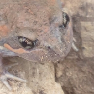 Limnodynastes dumerilii at Burra, NSW - 8 Jan 2017 04:04 PM