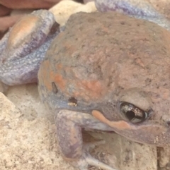 Limnodynastes dumerilii at Burra, NSW - 8 Jan 2017 04:04 PM