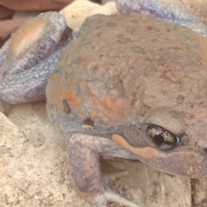 Limnodynastes dumerilii at Burra, NSW - 8 Jan 2017 04:04 PM