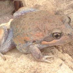 Limnodynastes dumerilii at Burra, NSW - 8 Jan 2017