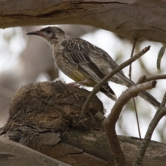 Anthochaera carunculata (Red Wattlebird) at Scullin, ACT - 8 Jan 2017 by Alison Milton