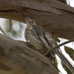 Anthochaera carunculata at Scullin, ACT - 8 Jan 2017