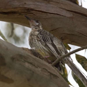 Anthochaera carunculata at Scullin, ACT - 8 Jan 2017 12:20 PM