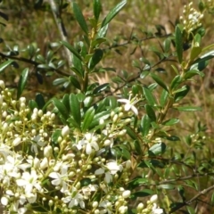 Bursaria spinosa subsp. lasiophylla (Australian Blackthorn) at Bemboka, NSW - 2 Jan 2017 by JanetRussell