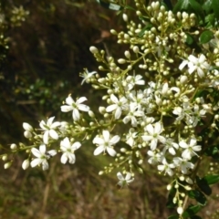 Bursaria spinosa subsp. lasiophylla at Bemboka River Reserve - 2 Jan 2017 02:04 PM