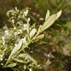 Bursaria spinosa subsp. lasiophylla at Bemboka River Reserve - 2 Jan 2017 02:04 PM