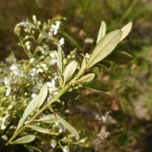 Bursaria spinosa subsp. lasiophylla at Bemboka River Reserve - 2 Jan 2017 02:04 PM