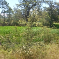 Bursaria spinosa subsp. lasiophylla at Bemboka River Reserve - 2 Jan 2017