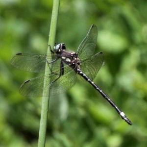 Eusynthemis brevistyla at Cotter River, ACT - 2 Jan 2017