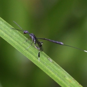 Gasteruption sp. (genus) at Coree, ACT - 2 Jan 2017