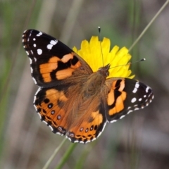 Vanessa kershawi (Australian Painted Lady) at Cotter River, ACT - 7 Jan 2017 by HarveyPerkins