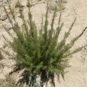 Bertya rosmarinifolia at Stromlo, ACT - 7 Jan 2017