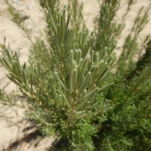 Bertya rosmarinifolia at Stromlo, ACT - 7 Jan 2017