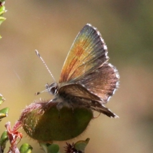 Neolucia agricola at Cotter River, ACT - 7 Jan 2017