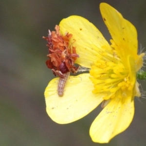 Heliocosma (genus - immature) at Namadgi National Park - 7 Jan 2017 03:07 PM