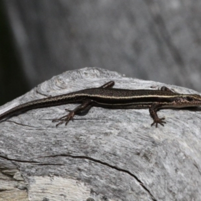 Pseudemoia spenceri (Spencer's Skink) at Namadgi National Park - 7 Jan 2017 by HarveyPerkins