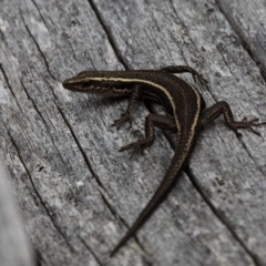 Pseudemoia spenceri at Cotter River, ACT - 7 Jan 2017