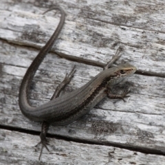 Pseudemoia entrecasteauxii (Woodland Tussock-skink) at Namadgi National Park - 7 Jan 2017 by HarveyPerkins