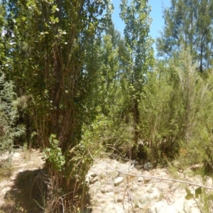 Populus nigra at Stromlo, ACT - 7 Jan 2017 01:07 PM