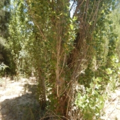 Populus nigra at Stromlo, ACT - 7 Jan 2017 01:07 PM