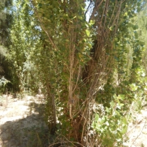 Populus nigra at Stromlo, ACT - 7 Jan 2017 01:07 PM