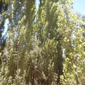 Populus nigra at Stromlo, ACT - 7 Jan 2017 01:07 PM