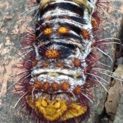 Chelepteryx collesi at Yarralumla, ACT - 8 Jan 2017