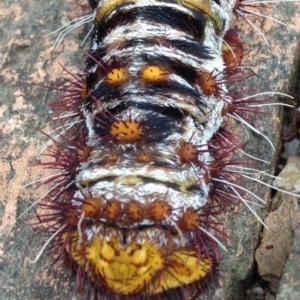 Chelepteryx collesi at Yarralumla, ACT - 8 Jan 2017