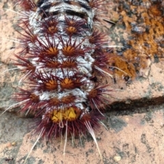 Chelepteryx collesi at Yarralumla, ACT - 8 Jan 2017