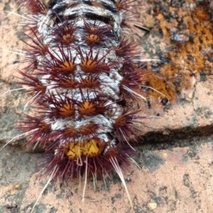 Chelepteryx collesi at Yarralumla, ACT - 8 Jan 2017