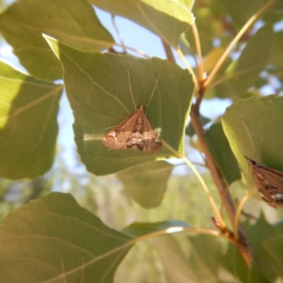 Strepsinoma foveata (Pyralid moth, Snout moth) at Stromlo, ACT - 7 Jan 2017 by MichaelMulvaney