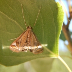 Strepsinoma foveata at Stromlo, ACT - 7 Jan 2017 01:05 PM