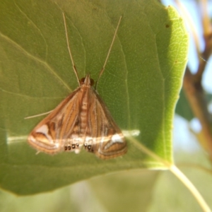 Strepsinoma foveata at Stromlo, ACT - 7 Jan 2017 01:05 PM