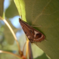 Strepsinoma foveata at Stromlo, ACT - 7 Jan 2017