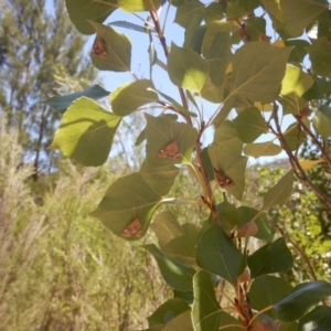 Strepsinoma foveata at Stromlo, ACT - 7 Jan 2017