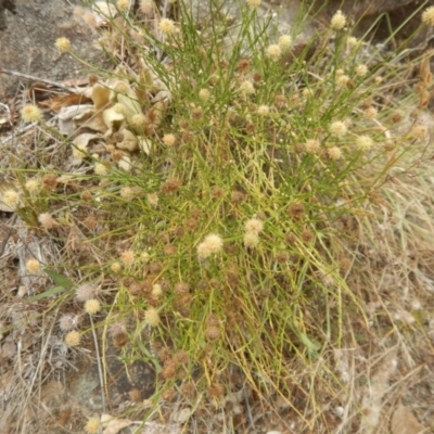 Calotis lappulacea (Yellow Burr Daisy) at Stromlo, ACT - 8 Jan 2017 by MichaelMulvaney