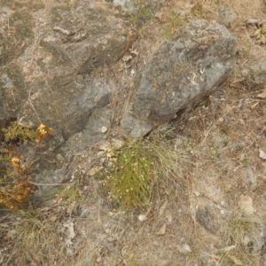 Calotis lappulacea at Stromlo, ACT - 8 Jan 2017