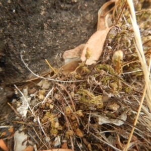 Cheilanthes distans at Stromlo, ACT - 8 Jan 2017 01:28 PM