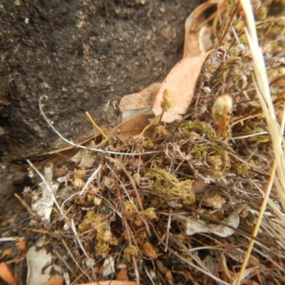 Cheilanthes distans (Bristly Cloak Fern) at Stromlo, ACT - 8 Jan 2017 by MichaelMulvaney