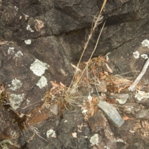 Cheilanthes distans at Stromlo, ACT - 8 Jan 2017 01:28 PM